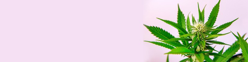 Quality Cannabis Options Weed Seeds for Sale