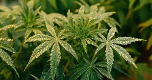 Quality Cannabis Options Weed Seeds for Sale