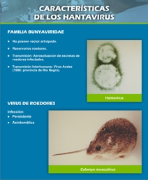 Caracteristicas de los Hantavirus